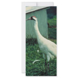 Whooping Crane Full Color Rack Card