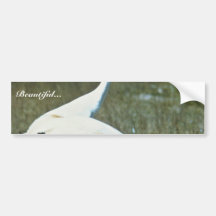 Whooping Cranes Bumper Stickers