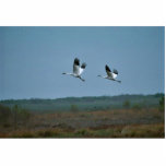Whooping Cranes Acrylic Cut Out