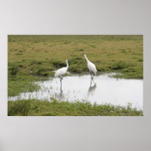 Whooping Cranes Poster