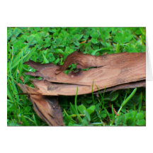 Whorl Cards