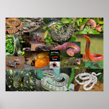 WHO's Reptile Services Print