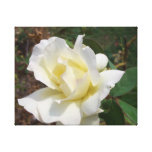 Whte Rose in the Summer Sunshine - cricketdiane Stretched Canvas Print