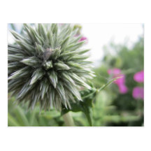 Wiarton Flower Postcard
