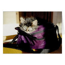 Wide Awake Kitten In a Burgundy Purse Greeting Cards