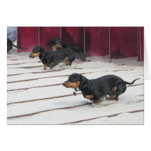 Wiener Dogs Races Cards