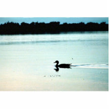 Wigeon Photo Cut Out