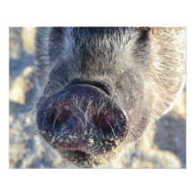 Wilbur Art Photographique