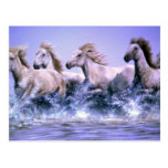 Wild and free, Camargue Horses Post Cards