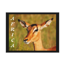 wild animals of Africa impala Kruger National Park Canvas Print