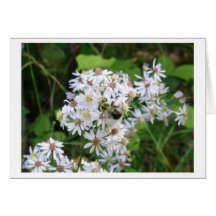 Wild Aster and Bee Cards