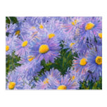 Wild Asters Mixed Media Drawing Post Cards