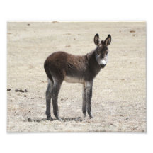 Wild Baby Donkey 8x10 Photo