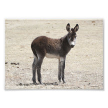 Wild Baby Donkey Photo Print