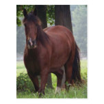 Wild Bay Horse Postcard