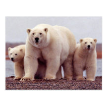 Wild Bears Post Cards