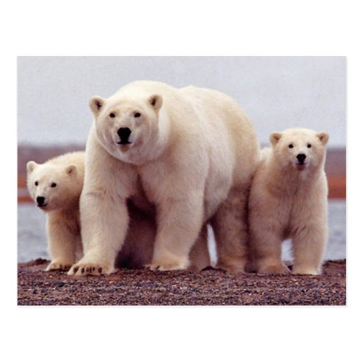 Wild Bears Post Cards