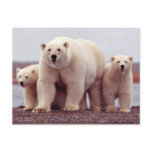 Wild Bears postcards
