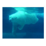 Wild Bears Postcards