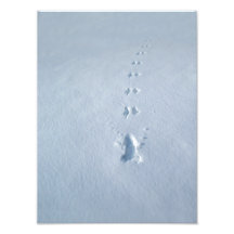 Wild Bird Footprints in Snow Photo Print
