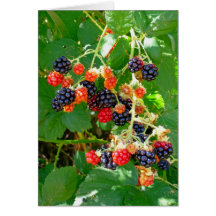 Wild Blackberries Cards