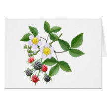 Wild Blackberries Greeting Card