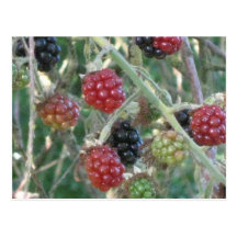 Wild Blackberries ! Postcards