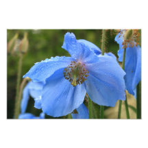 Wild Blue Poppy Photograph
