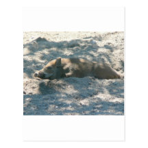 Wild Boar Piglet Post Card