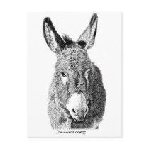 Wild Burro