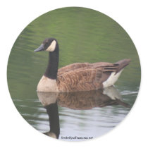 Wild Canadian Goose Nature Photo Sticker Label