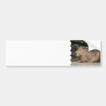 Wild Capybara Bumper Sticker