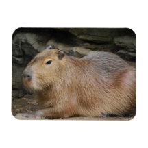Wild Capybara Flexible Magnet