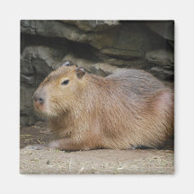 Wild Capybara Magnet