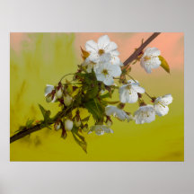 Wild Cherry Blossom Print