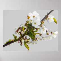 Wild Cherry Blossom Print