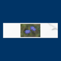 Wild Chicory bumper stickers