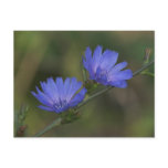 Wild Chicory Postcard