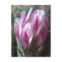 Wild Clover, Colorado Rockies Postcards