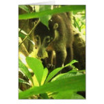Wild Coati Greeting Card