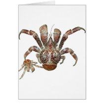 Wild Coconut Crab from Carribean