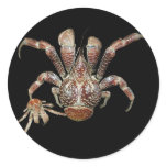 Wild Coconut Crab from Carribean Round Stickers