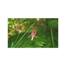 Wild Columbine Canvas Prints