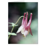 Wild Columbine cards