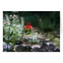 Wild columbine greeting cards