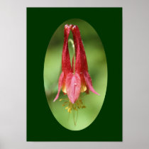 Wild Columbine Flower Photography Poster Print