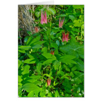 Wild Columbine Note Card
