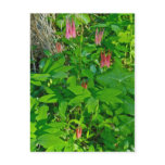 Wild Columbine & Solomon's Seal Postcard