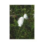 Wild Cotton canvas print