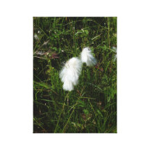 Wild Cotton canvas print